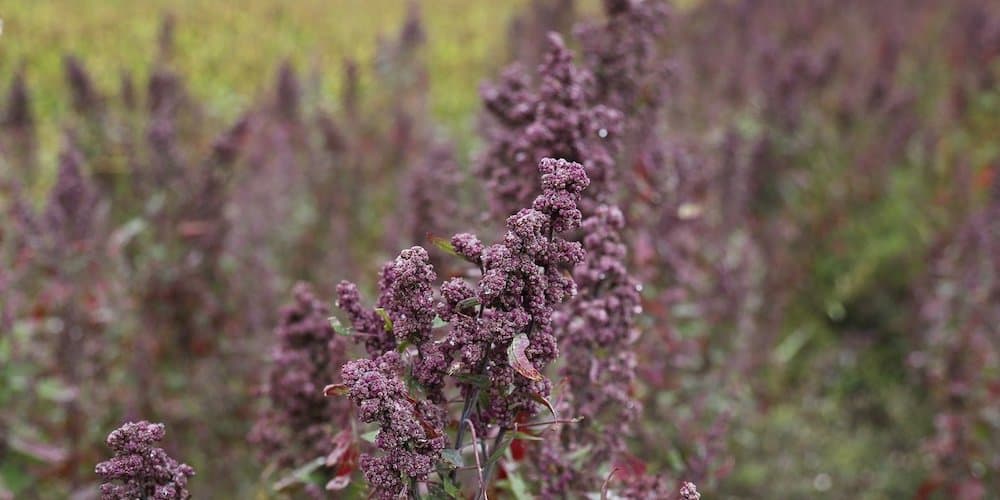 quinoa france