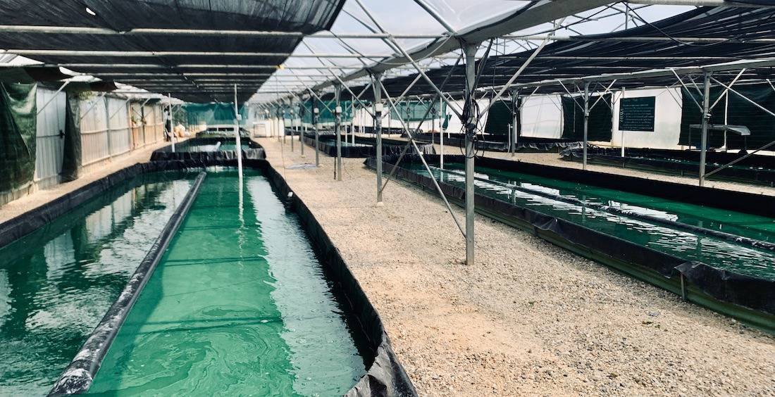 Französische Spirulina