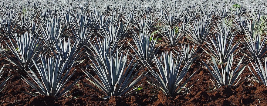 agave americana