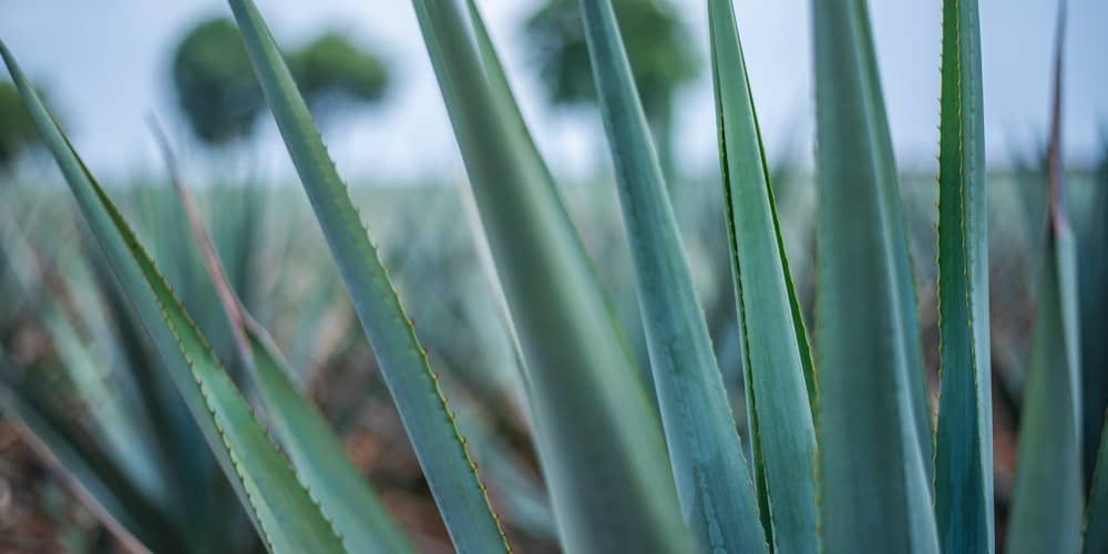 agave