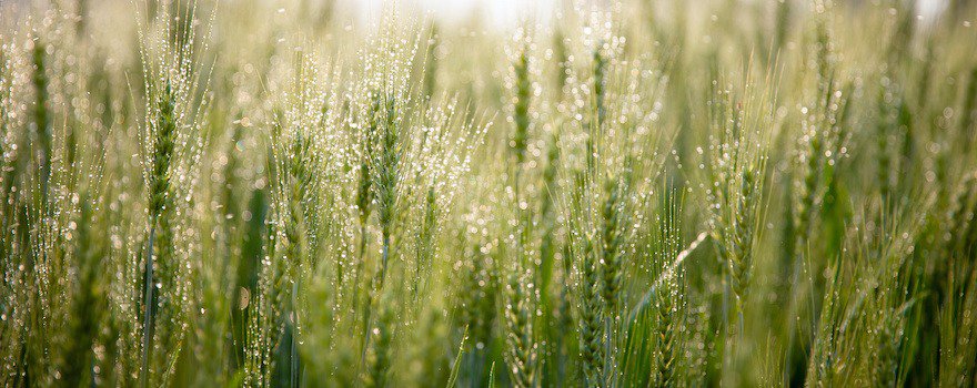 orge gluten