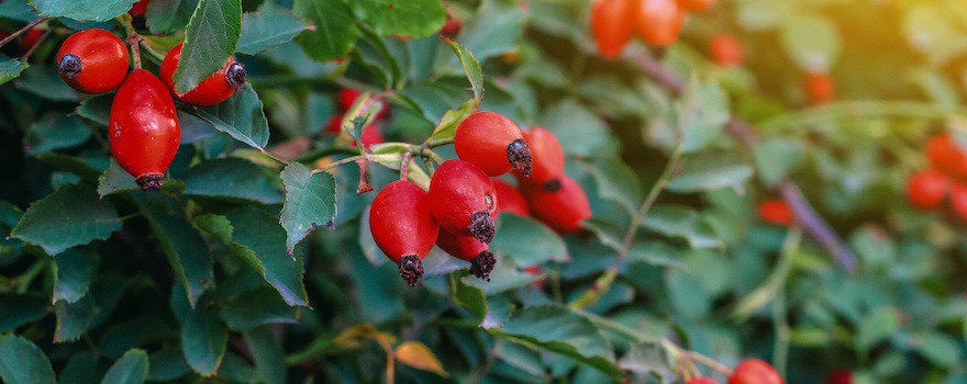 cynorrhodon vitamine c