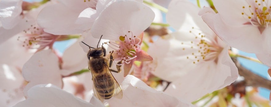 ménopause et fatigue traitement naturel 