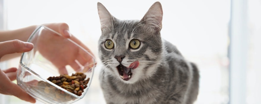 croquettes chat sans céréales