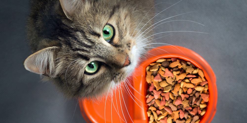 Croquettes satiétogènes pour chats stérilisés