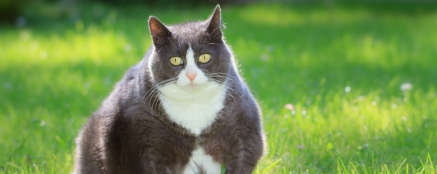 meilleures croquettes chat stérilisé 
