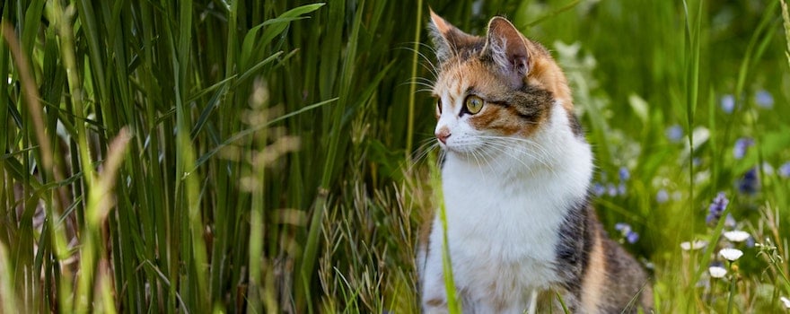 alimentation chat