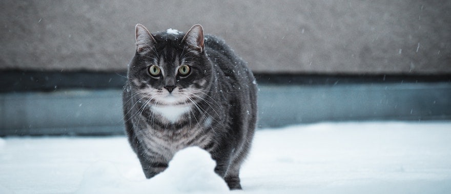 meilleures croquettes chat stérilisé