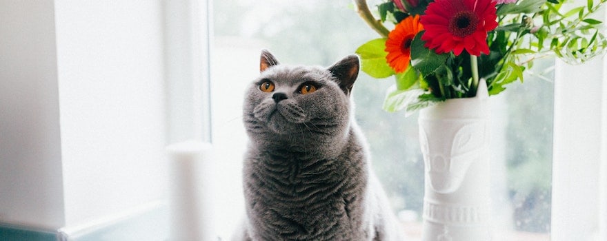 chat stérilisé