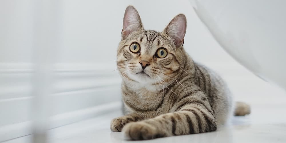 croquettes pour chat stérilisé