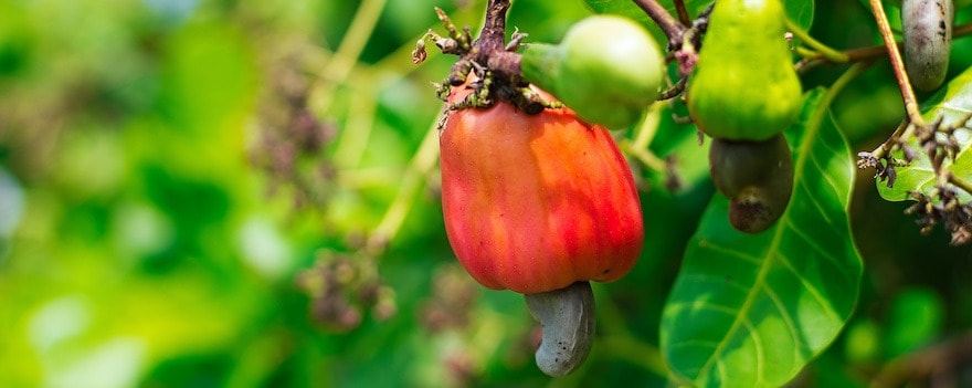 pomme de cajou