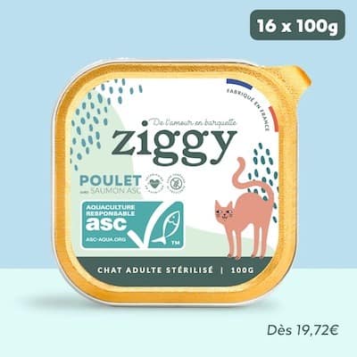 Alimentation pour chat : l'importance de la teneur en humidité – Ziggy