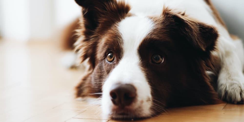 meilleures croquettes pour chien