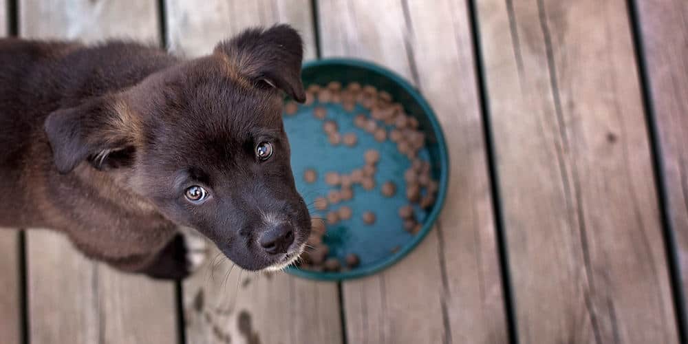 meilleures croquettes pour chiot