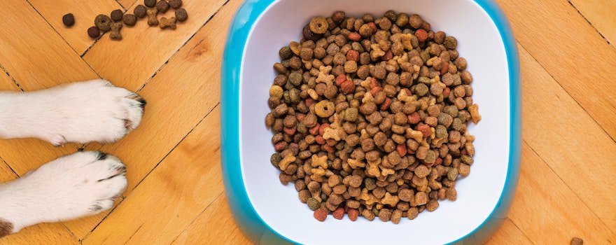 top 10 des meilleures croquettes pour chien