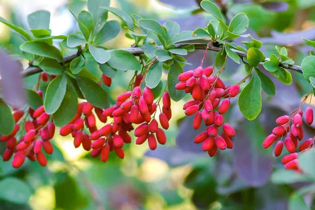 bienfaits berberine