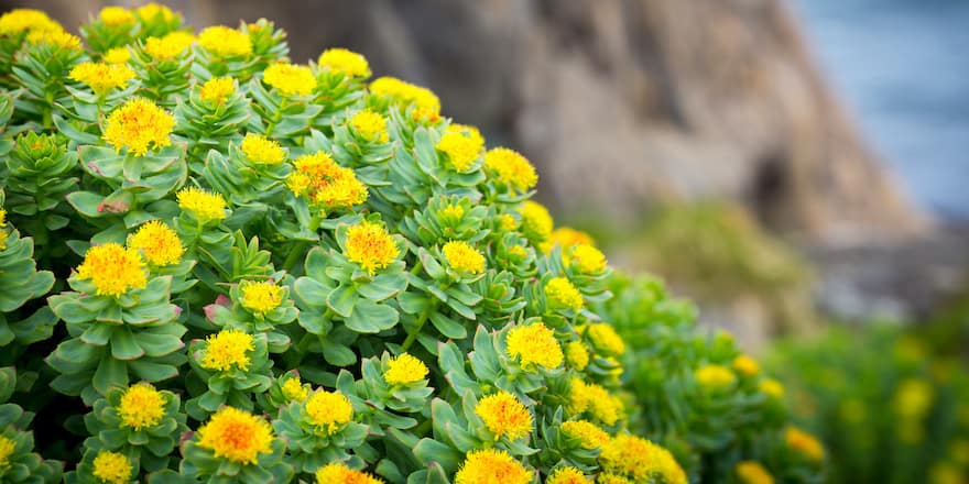 anxiolytique naturel le plus puissant