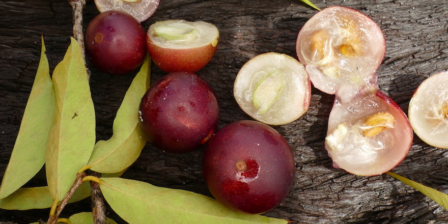 vitamine c naturelle en poudre