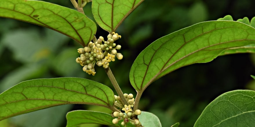 gymnema sylvestre