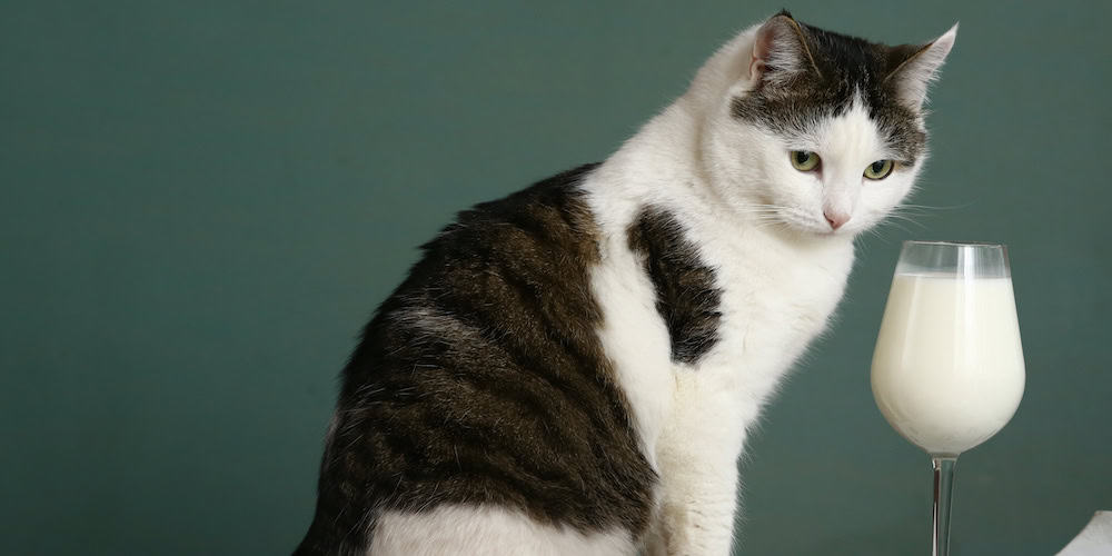 peut on donner du lait au chat