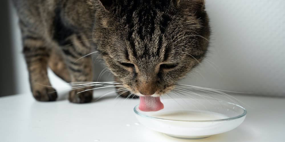lait pour chaton