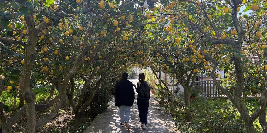 culture du citron a Ischia