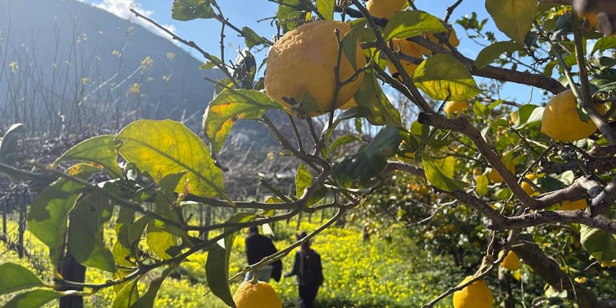 citron biologique