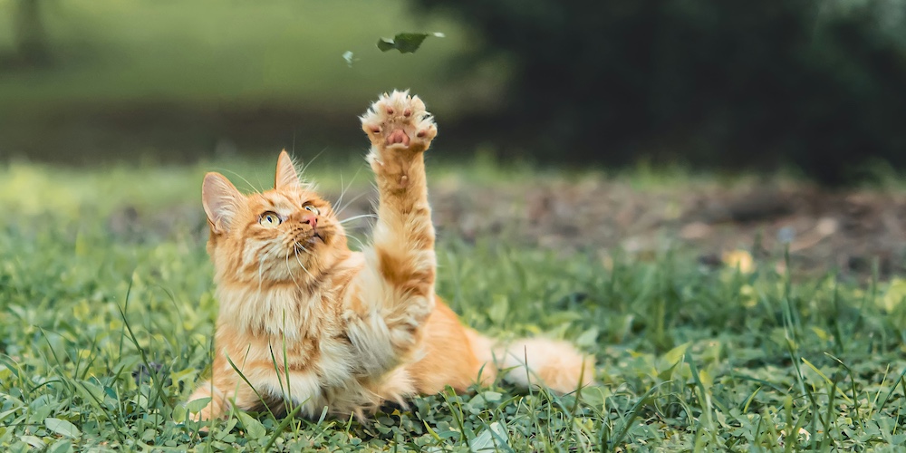 meilleure litiere pour chat