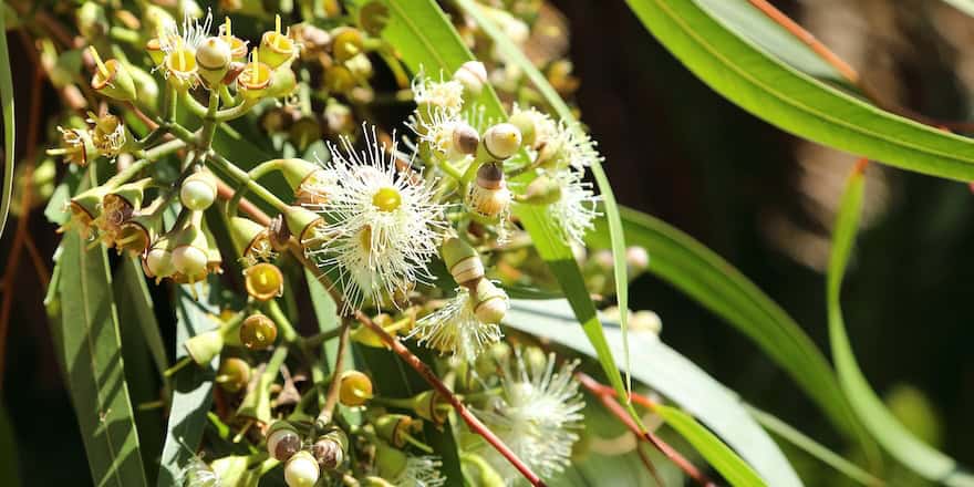 huile essentielle d eucalyptus citronne