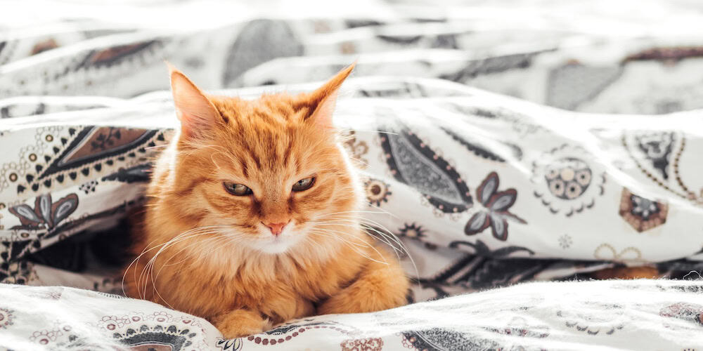 huile de saumon chat