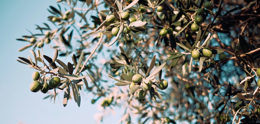 huile d'olive