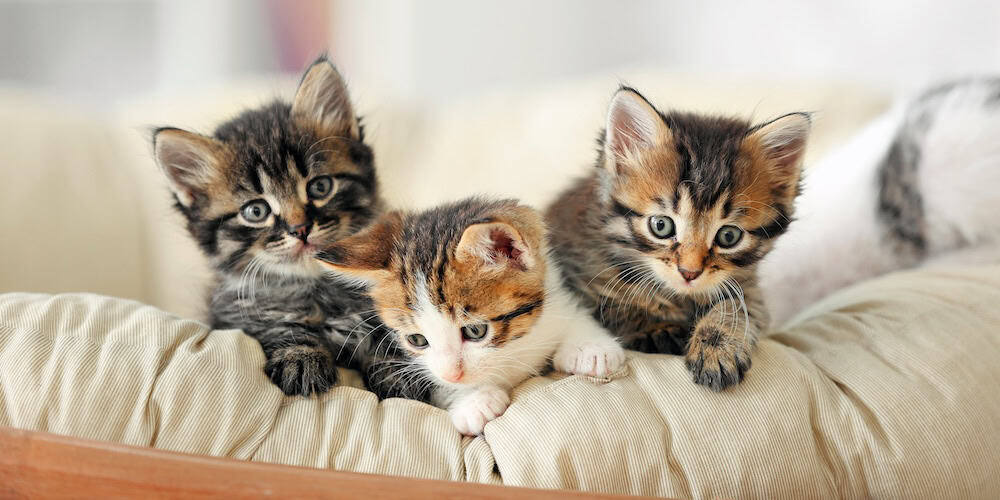 sevrage chaton