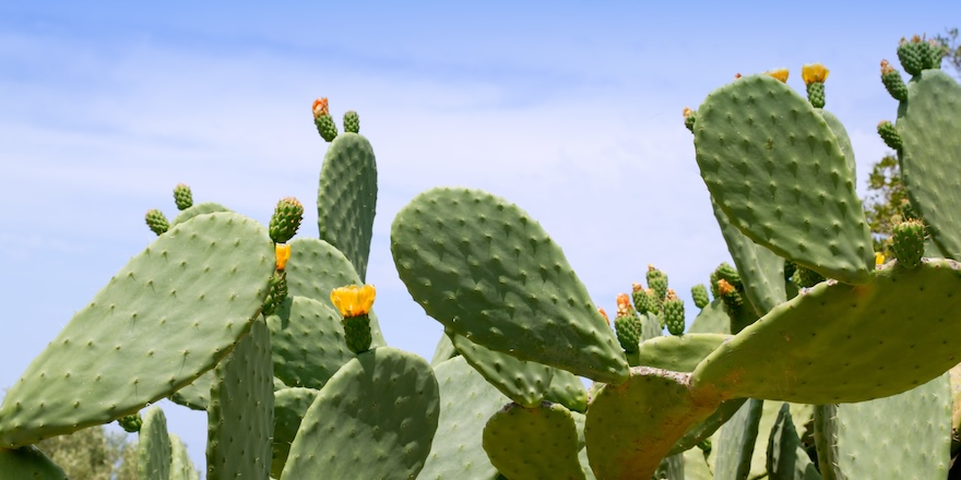 la phytotherapie pour maigrir