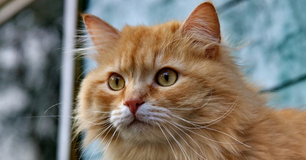 croquettes pour chat