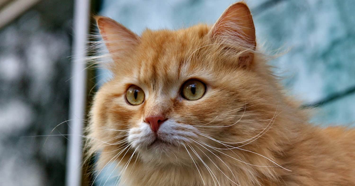 croquetas para gato